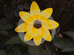 Yellow sunflower in a very beautiful garden!