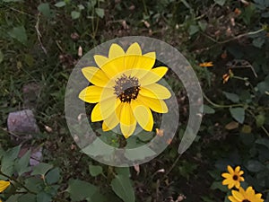 Yellow sunflower in a very beautiful garden!