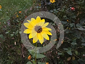 Yellow sunflower in a very beautiful garden!