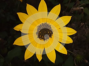 Yellow sunflower in a very beautiful garden!