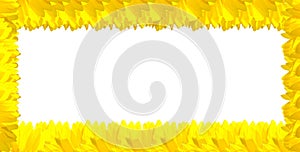 Yellow Sunflower on the white background