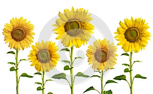 Yellow sunflowers