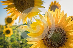 Yellow sunflowers on a background of blue sky