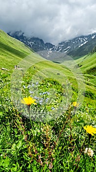 Yellow Sunflowers on the background of rocks and mountains. epic sky with clouds