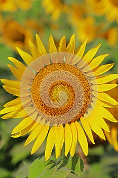 yellow sunflowers are in bloom, beautiful sunflower field in summer season in sunny day