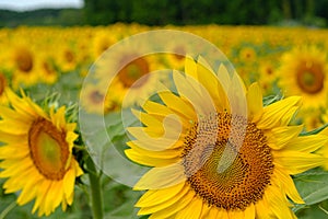 Yellow sunflowers in bloom on a green field on a countryside landscape