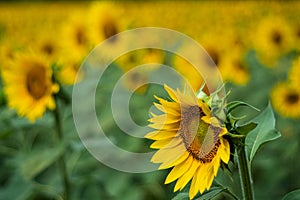 Yellow sunflowers in bloom on a green field on a countryside landscape