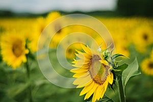 Yellow sunflowers in bloom on a green field on a countryside landscape