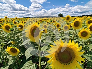 Yellow sunflowers blue sky white clouds