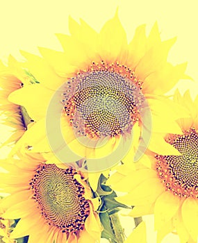 Yellow sunflowers close up