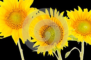 Yellow sunflowers, close up, isolated, cutout