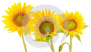 Yellow sunflowers close up