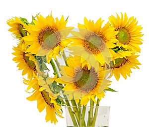 Yellow sunflowers, close up, isolated, cutout