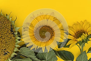 Yellow sunflowers in different growth phases