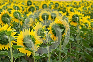 Yellow sunflowers in the field