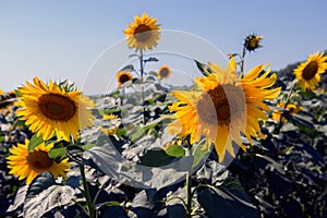 Yellow sunflowers in field against clear blue sky