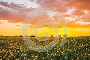 Yellow sunflowers field at evening time.