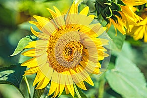 Yellow sunflowers on field farmland with blue sky, close up, shallow depth of the field