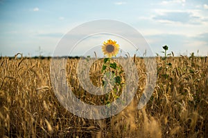 Yellow sunflowers in a field of Golden ripe wheat and butterflies sitting on sunflowers