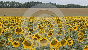 Yellow sunflowers field. Rural summer scene
