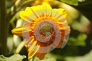 Yellow sunflowers in a field in summer.