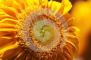 Yellow sunflowers in a field in summer.