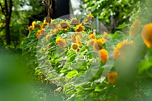 Yellow sunflowers. Field of sunflowers, rural landscape. yellow flower of the Sunflower or Helianthus Annuus blooming in the farm