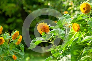 Yellow sunflowers. Field of sunflowers, rural landscape. yellow flower of the Sunflower or Helianthus Annuus blooming in the farm