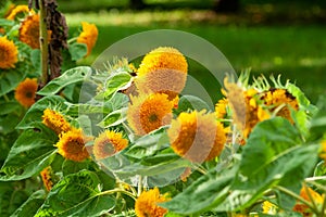 Yellow sunflowers. Field of sunflowers, rural landscape. yellow flower of the Sunflower or Helianthus Annuus blooming in the farm