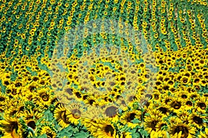 Yellow sunflowers field in a sunny day