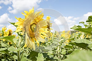 Yellow sunflowers during flowering and bees collecting nectar on a clear Sunny summer day