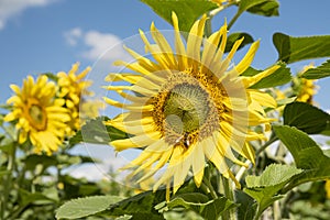 Yellow sunflowers during flowering and bees collecting nectar on a clear Sunny summer day