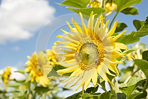 Yellow sunflowers during flowering and bees collecting nectar on a clear Sunny summer day