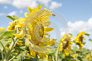 Yellow sunflowers during flowering and bees collecting nectar on a clear Sunny summer day