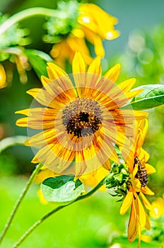 Yellow sunflowers on garden, beaut