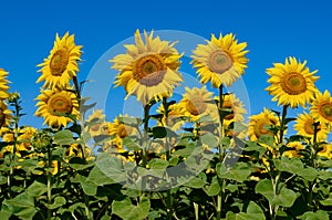 Yellow sunflowers grow in the field against a blue sky. Agricultural crops