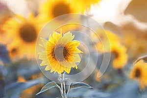 Yellow sunflowers grow in a field in the bright sun