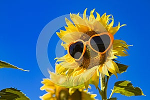 Yellow Sunflowers with Heart Sunglasses