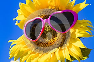 Yellow Sunflowers with Heart Sunglasses