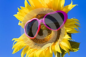 Yellow Sunflowers with Heart Sunglasses