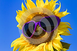 Yellow Sunflowers with Heart Sunglasses