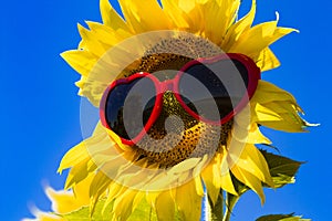 Yellow Sunflowers with Heart Sunglasses