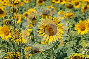 Yellow sunflowers Helianthus annuus right in their field, fast-growing weedy annual plant Chenopodium album