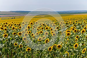 Yellow sunflowers in huge fields under the scorching summer sun