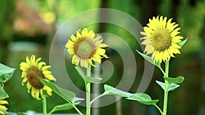 Yellow Sunflowers Outdoor Asian Plantation Footage