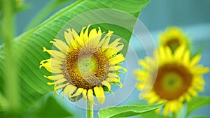 Yellow Sunflowers Outdoor Plantation Footage Asia