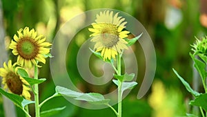 Yellow Sunflowers Outdoor Plantation Footage Asia