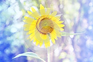 Yellow sunflowers and softlight