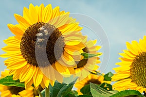 Yellow sunflowers on  sunflower field.UK