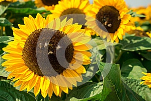 Yellow sunflowers on  sunflower field.UK